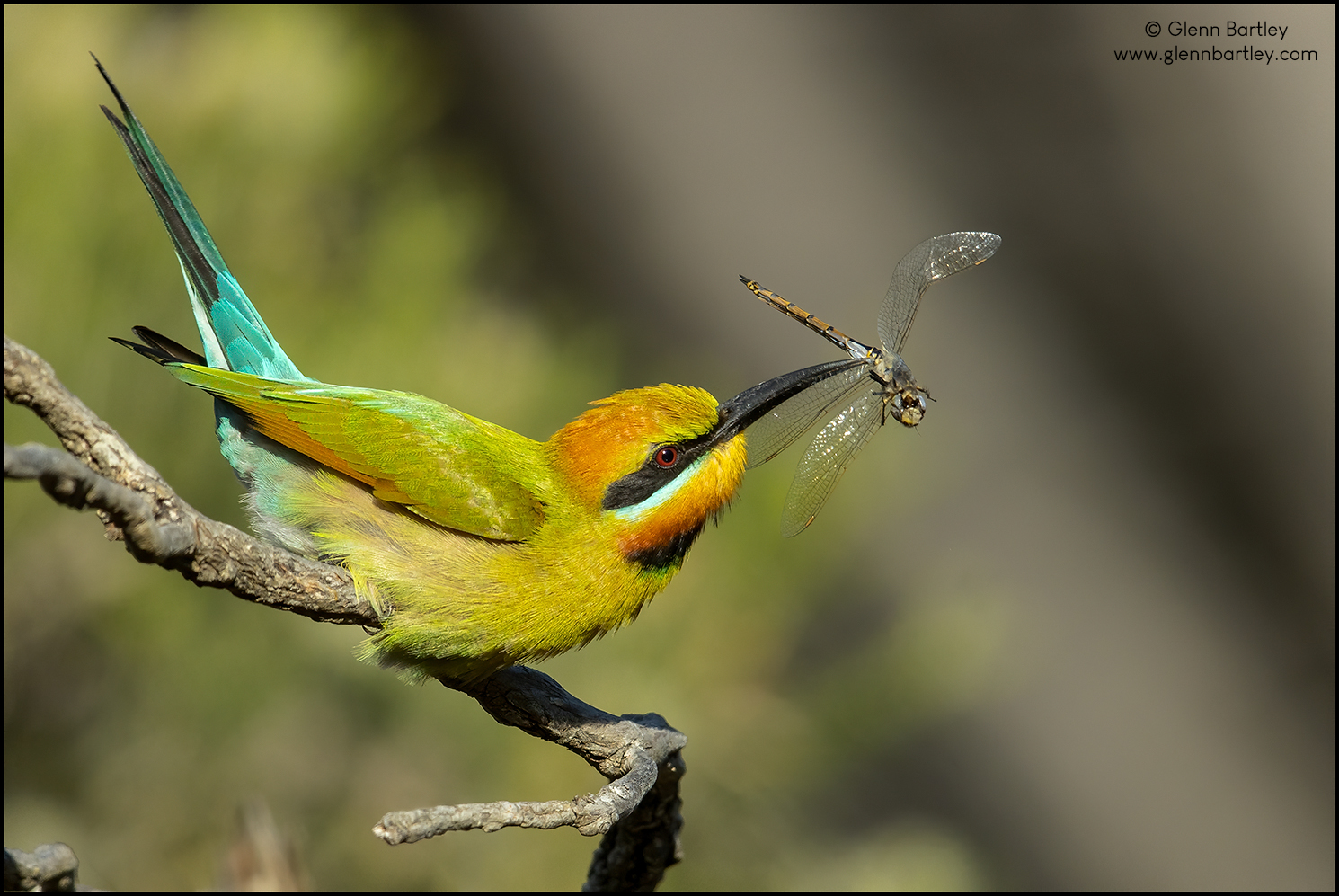 Rainbow BeeEater (Australia) FM Forums